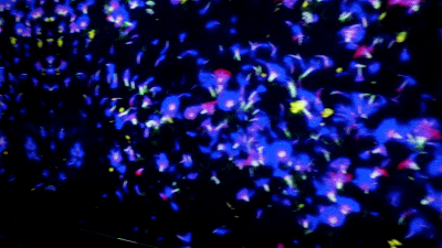1609988096531547.gif